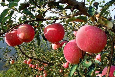 【西安三鎮(zhèn)】安吳堡、袁家村、茯茶鎮(zhèn)二日游