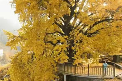 【十堰】古樹村、打卡網(wǎng)紅路賞秋1日游